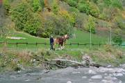 Le cheval Jumbo au debardage des bois dans la Valloirette 